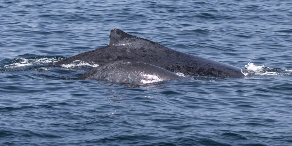 salvador-registra-aumento-na-observacao-de-baleias-jubarte