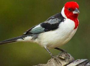 galo-de-campina-e-o-animal-silvestre-mais-traficado-de-pernambuco